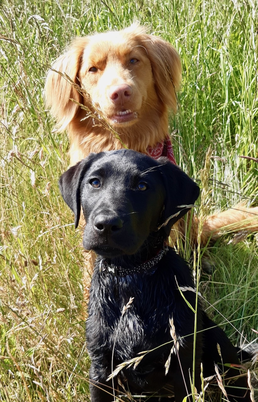 Lyndsey Scullion with Duck Toller Bella